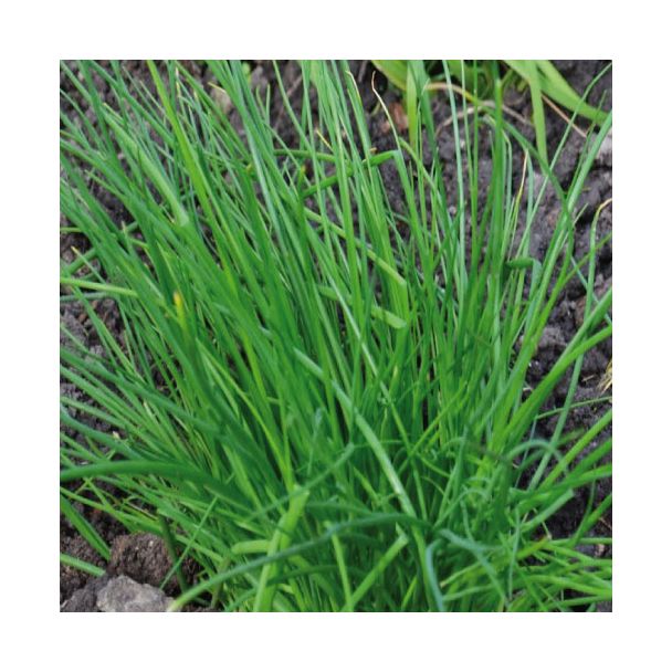 Bieslook is een meerjarige plant