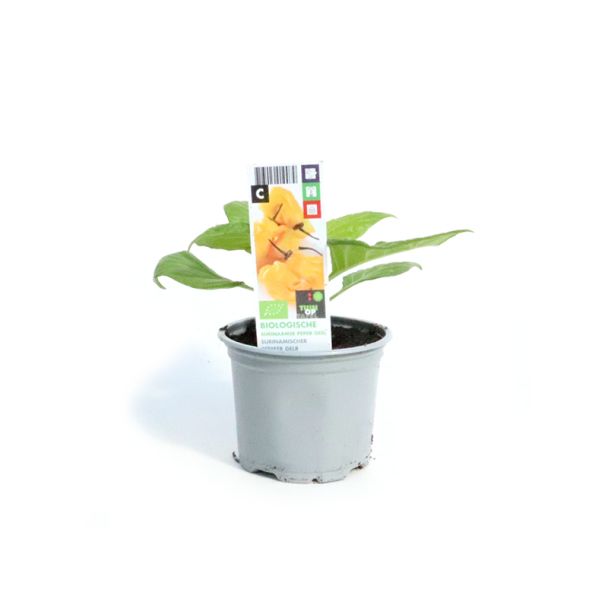 Surinaamse peper geel