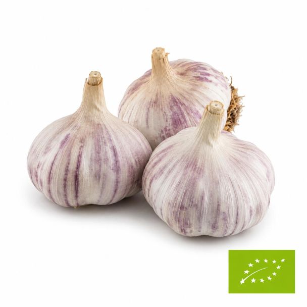 BIO Morado plantknoflook