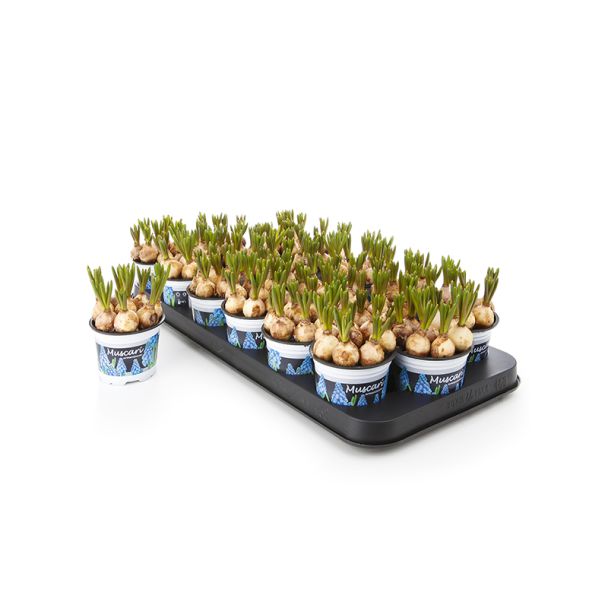 Blauwe druifjes Ø9cm - Muscari - 9 stuks - voorjaarsbollen