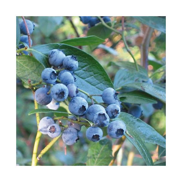 Blauwe bessen