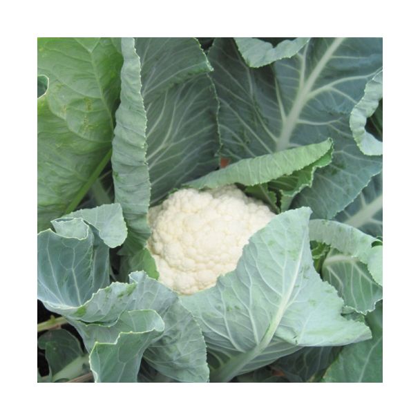 Mooie witte bloemkool uit de moestuin. Koop bloemkoolplantjes bij moestuinenbloem.nl