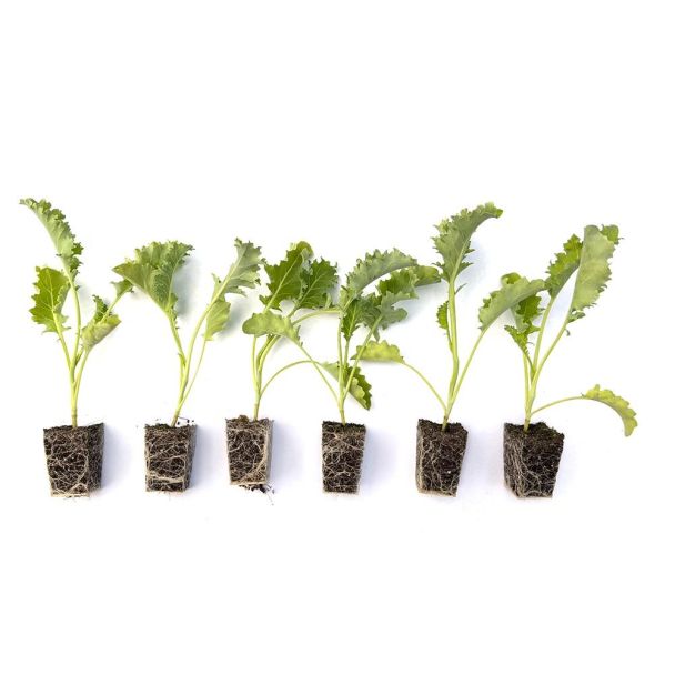 NIEUW - Rode Boerenkool - 6 planten