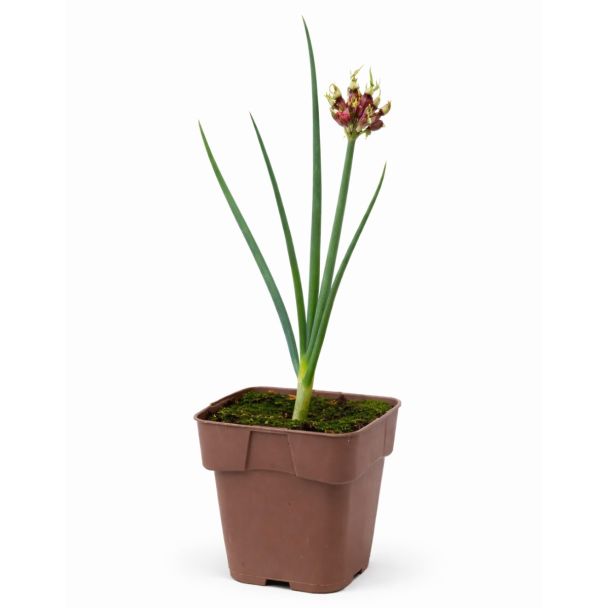Allium Cepa Proliferum met vrucht - ui