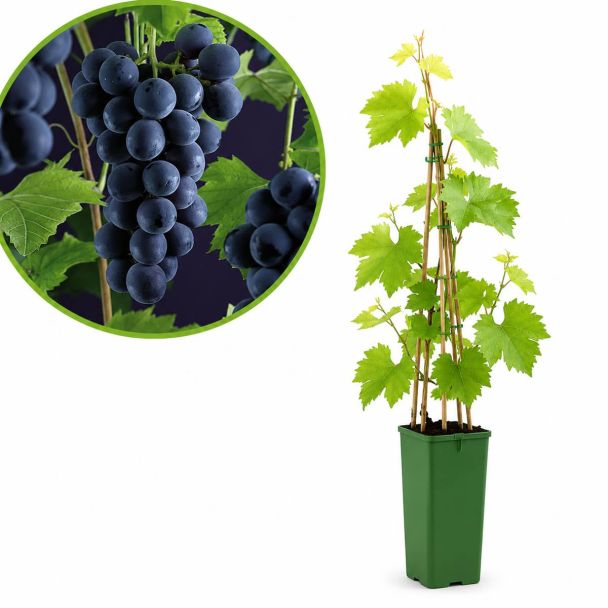 Blauwe druif