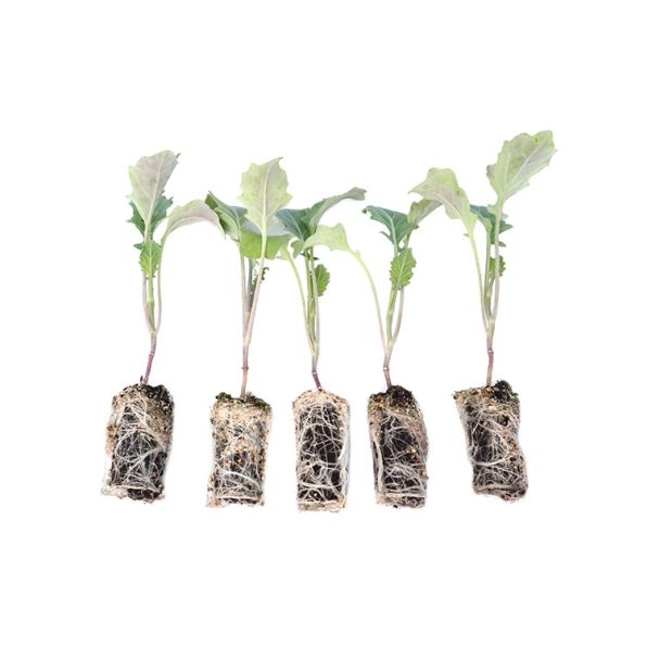 Broccoli - Super seedlings