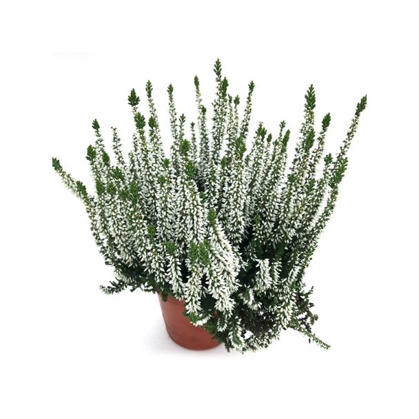 Calluna vulgaris - wit - Winterharde struikheide