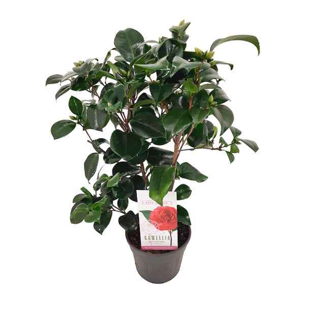 Japanse roos - Camellia japonica - rood