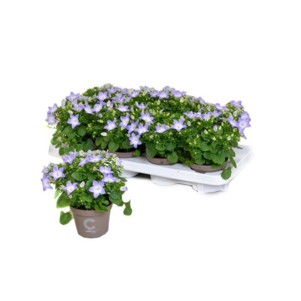 Klokjesbloem / campanula blauw - 6 stuks 