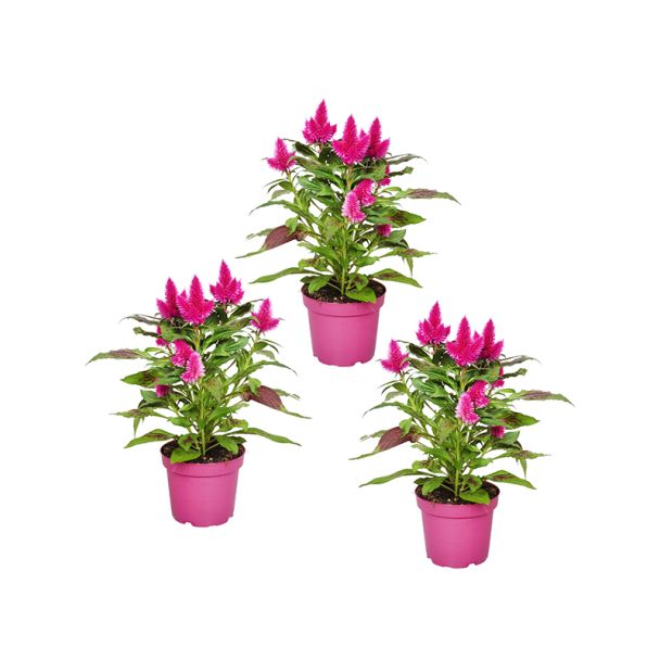 Celosia planten