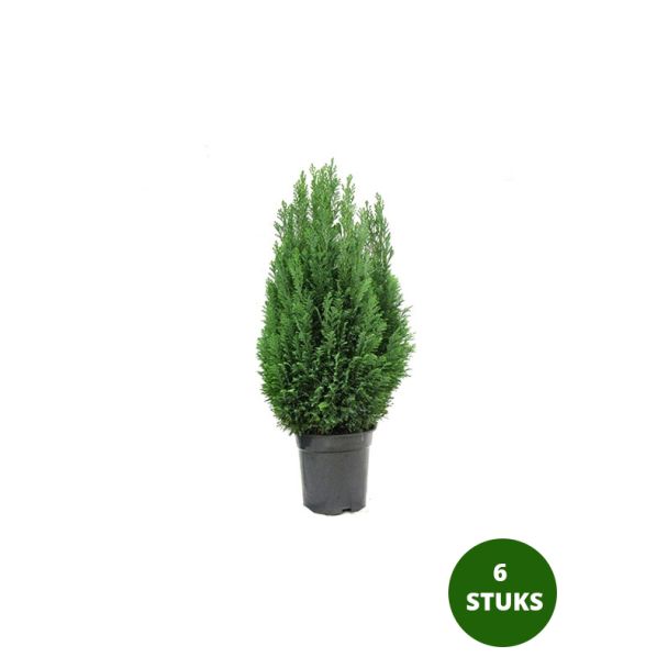 Conifeer Ellwoodii - 6 stuks - Ø9cm