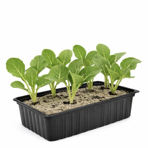 Bloemkoolplantjes van moestuinenbloem.nl