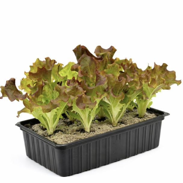 Sla - Rode krulsla - Lollo Rossa - 6 plantjes