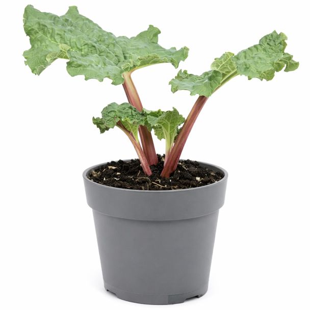 Rabarber in grote pot