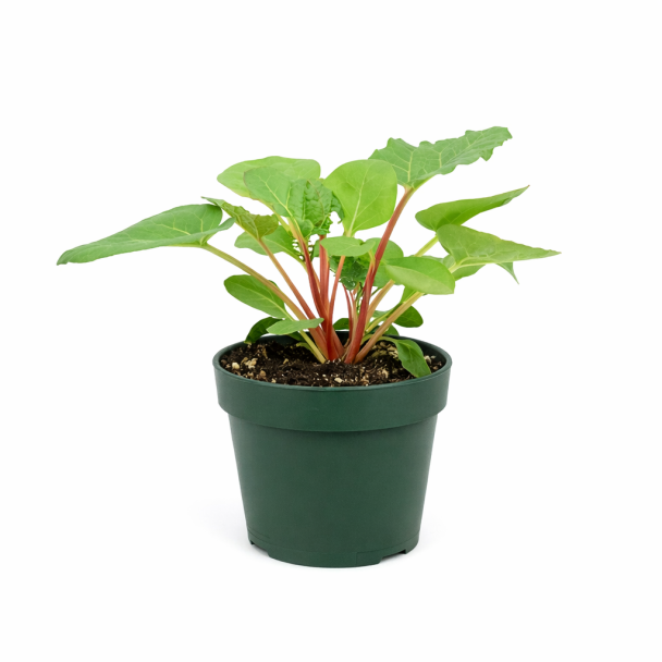 Rabarber gezaaid in pot