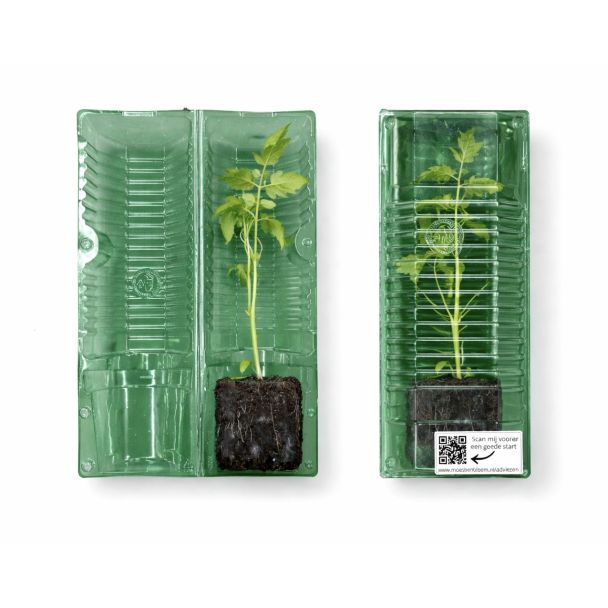 Zo versturen wij onze tomatenplanten