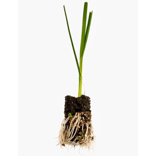 Prei plant geworteld