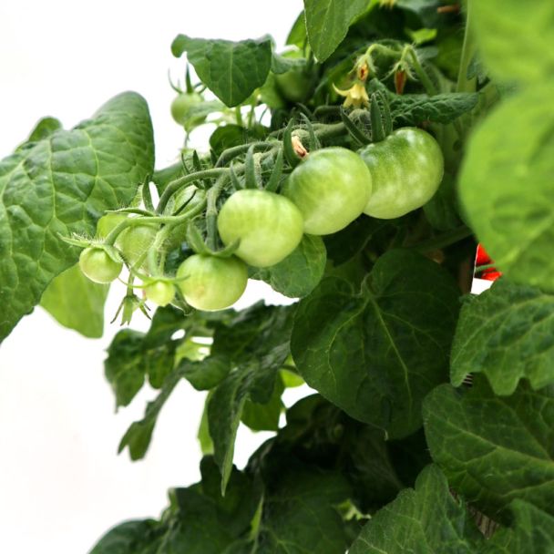 Cherrytomaatjes aan plant