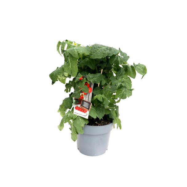 Cherrytomatenplant in pot met vruchten aan