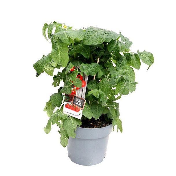 Cherrytomaten aan plant
