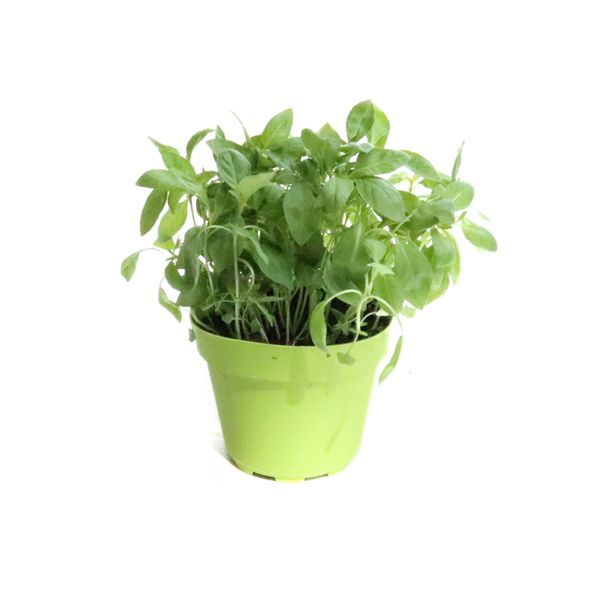 citroenbasilicum