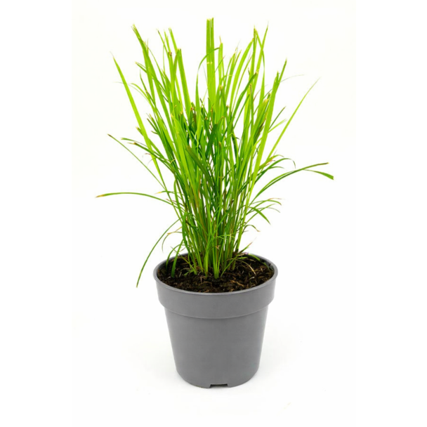 citroengras plant voor de oosterse keuken