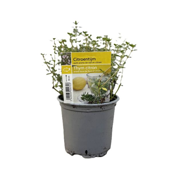 Citroentijm - Thymus citriodorus