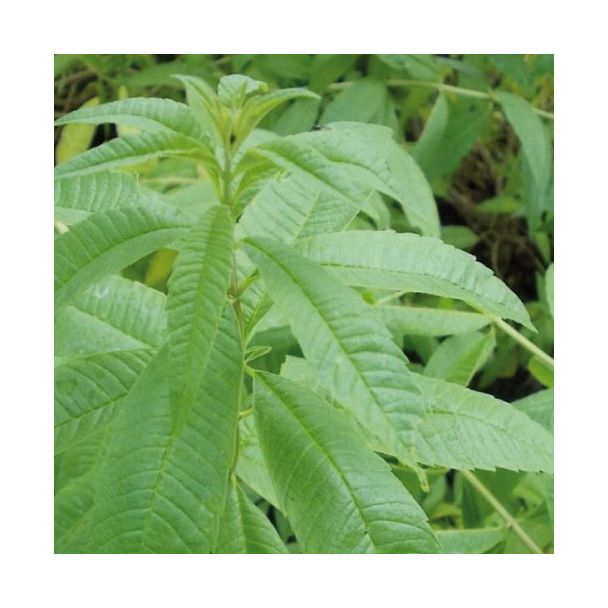 Blad van de citroenverbena