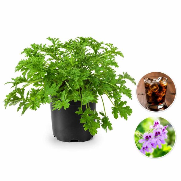 Geranium met cola geur