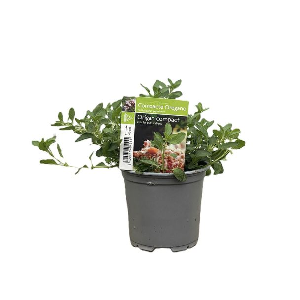Compacte Oregano voor de keuken of moestuin