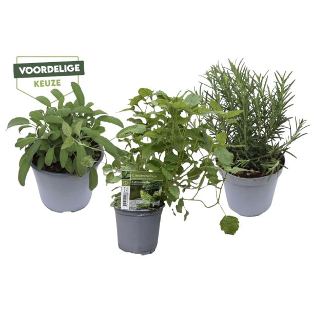 AANBIEDING - kruiden - 3 stuks