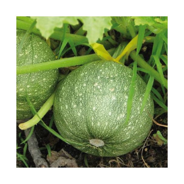 Ronde courgette van moestuinenbloem.nl