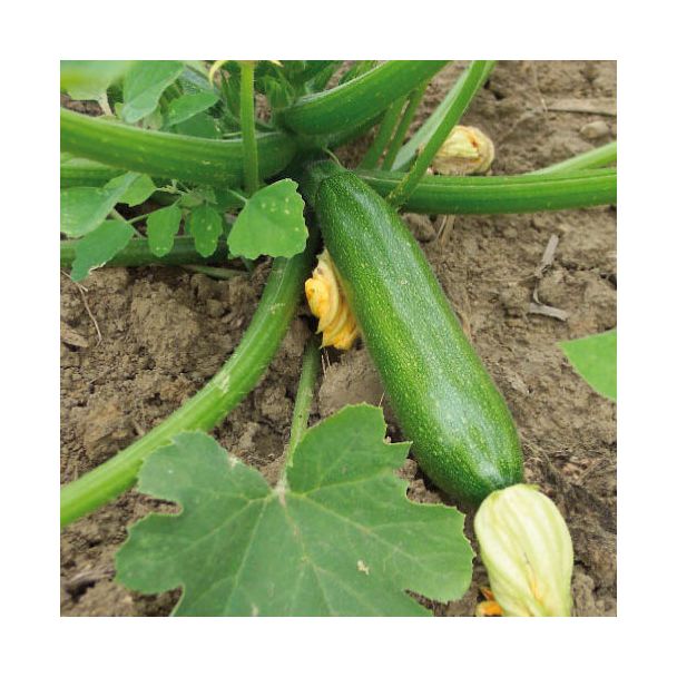 Groene courgettes aan plant van moestuinenbloem.nl