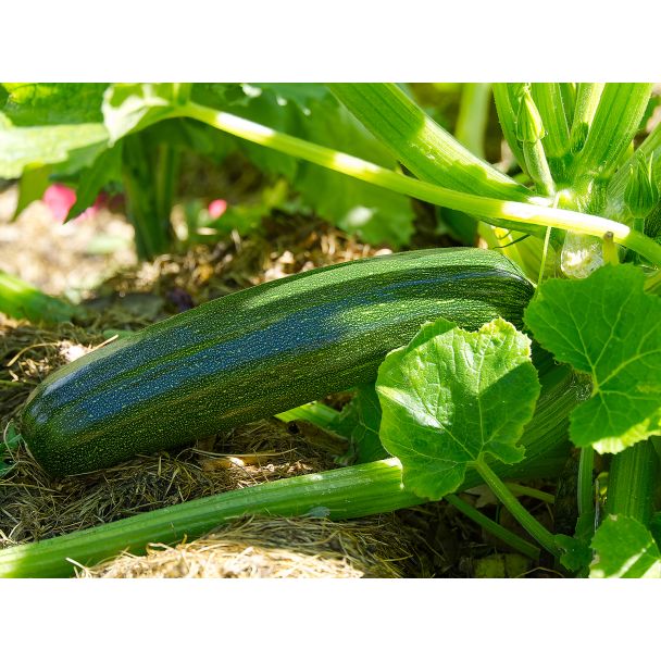 Courgette Black Beauty geeft een hele hoge opbrengst