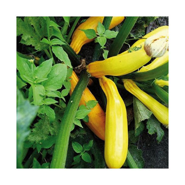 Gele courgette