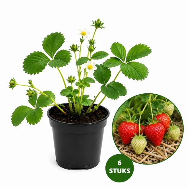 Darselect aardbeienplantjes
