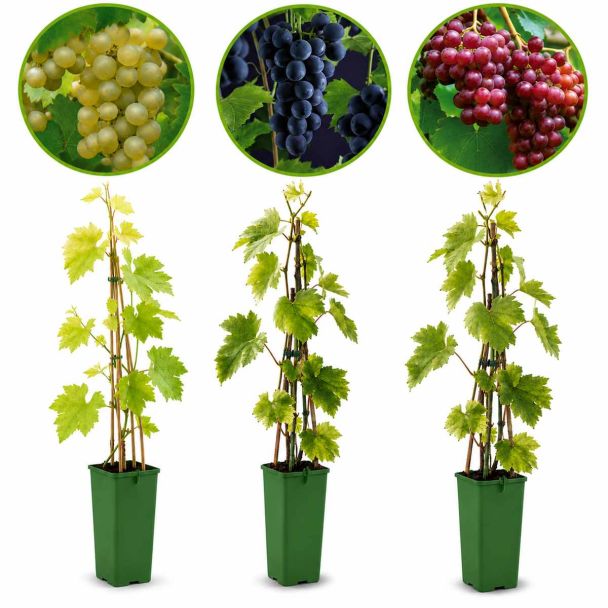 Voordelige set druivenplanten. Rode, witte en blauwe druiven