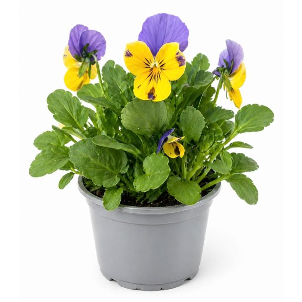 Eetbaar-viooltje