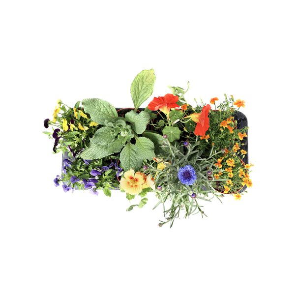 Eetbare bloemen van moestuinenbloem.nl