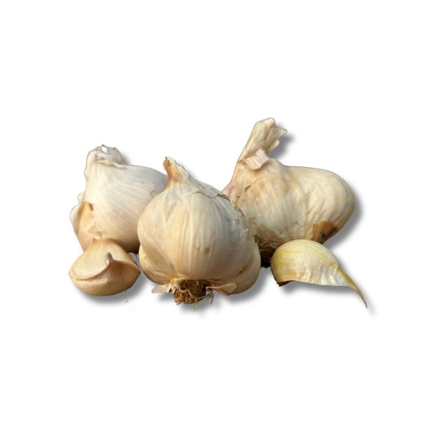 Plantknoflook Sabadrome