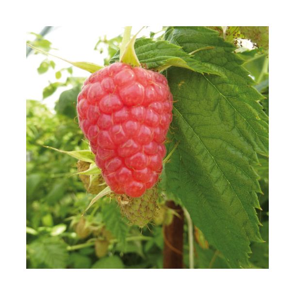 Framboos - Rubus idaeus 'Tulamagic' - zelfbestuivende zomerframboos