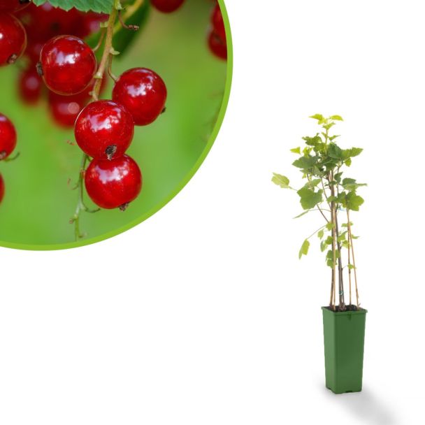 Rode aalbes fruitstruik kopen