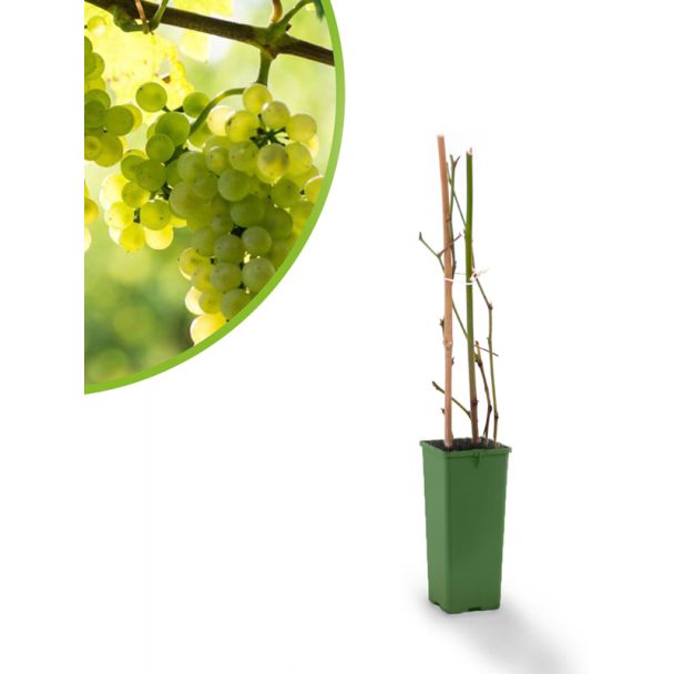 Druivenstruik zonder blad