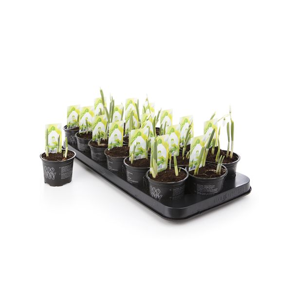 Galanthus - sneeuwklokjes - voorjaarsbollen