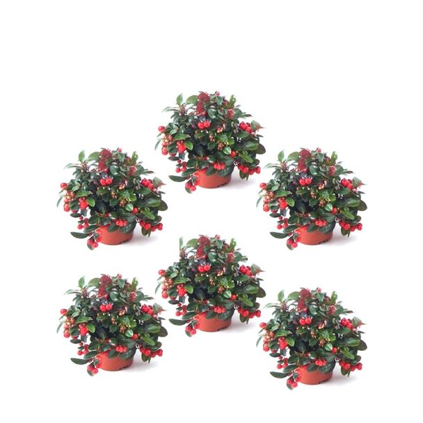 Set van 6 bergthee planten
