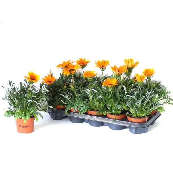 Gazania perkgoed