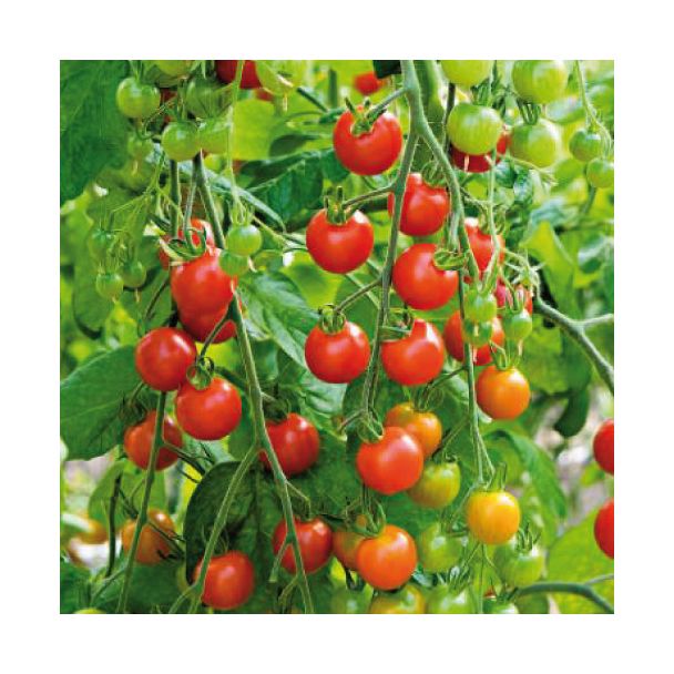 Cherrytomaten