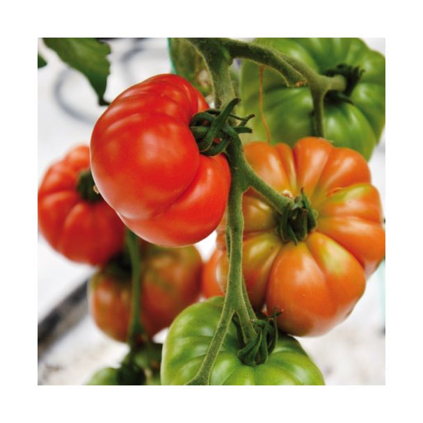 Tomaten Coeur de Boeuf aan de plant