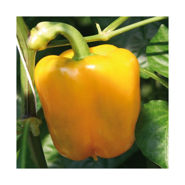 Gele paprika