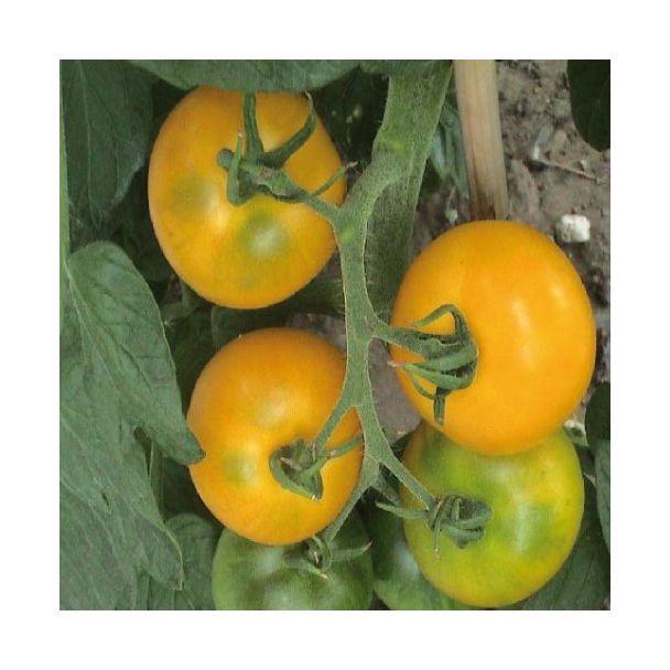 Gele tomaten aan de plant